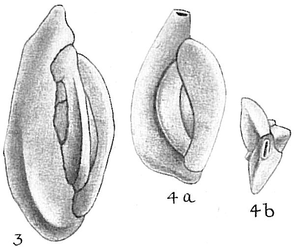 Quinqueloculina stelligera Quinqueloculina stelligera
