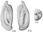 Quinqueloculina subpoeyana