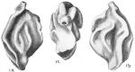 Quinqueloculina tricarinata