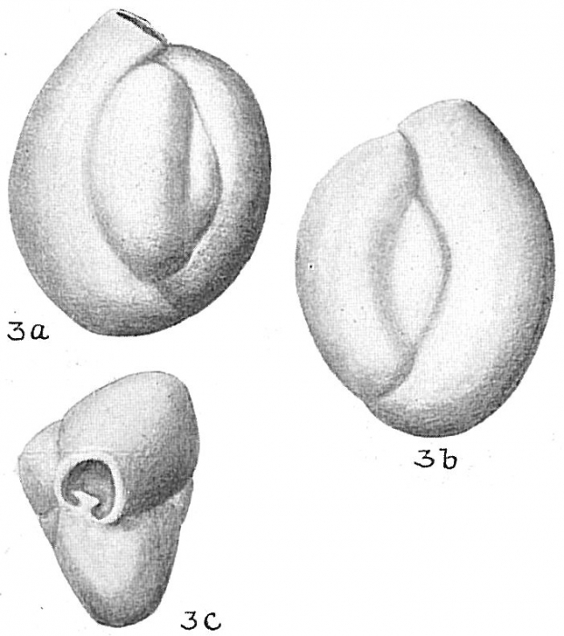 Quinqueloculina vulgaris Quinqueloculina vulgaris
