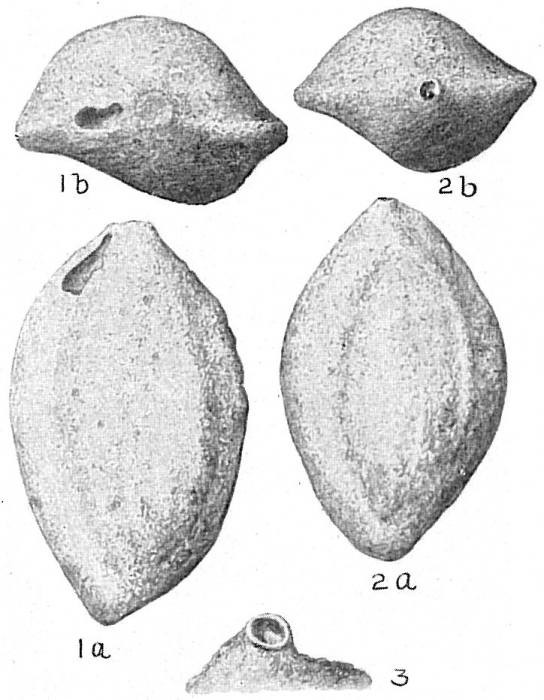 Sigmoilina schlumbergeri Sigmoilina schlumbergeri