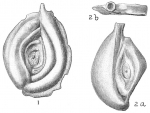 Spiroloculina caduca