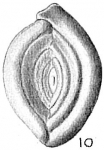 Spiroloculina depressa var. rotundata