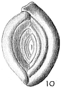 Spiroloculina depressa var. rotundata Spiroloculina depressa var. rotundata