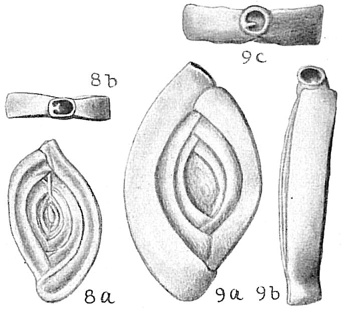 Spiroloculina depressa Spiroloculina depressa