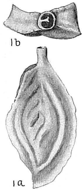 Spiroloculina grateloupi Spiroloculina grateloupi