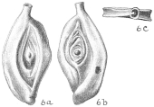 Spiroloculina ornata, author: Cedhagen, Tomas