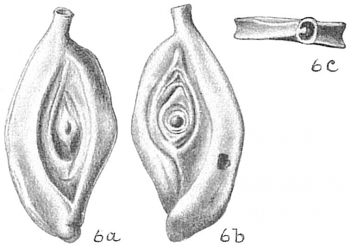 Spiroloculina ornata Spiroloculina ornata