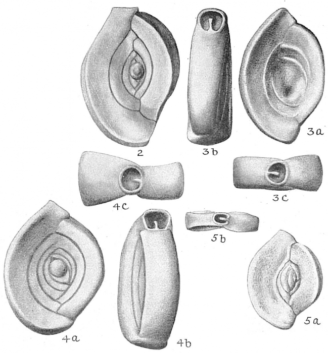 Spiroloculina planulata Spiroloculina planulata