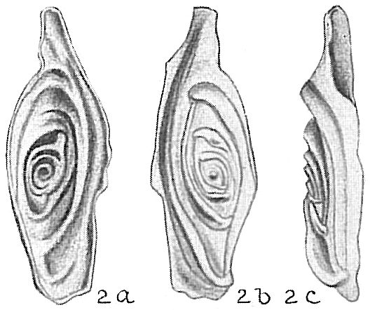 Spirophthalmidium acutimargo var. concava Spirophthalmidium acutimargo var. concava