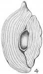 Triloculina brongnartii