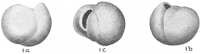 Triloculina bucculenta Triloculina bucculenta