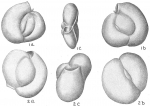 Triloculina circularis