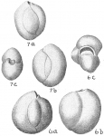 Triloculina circularis