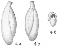 Triloculina gracilis, author: Cedhagen, Tomas