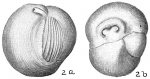 Triloculina insignis