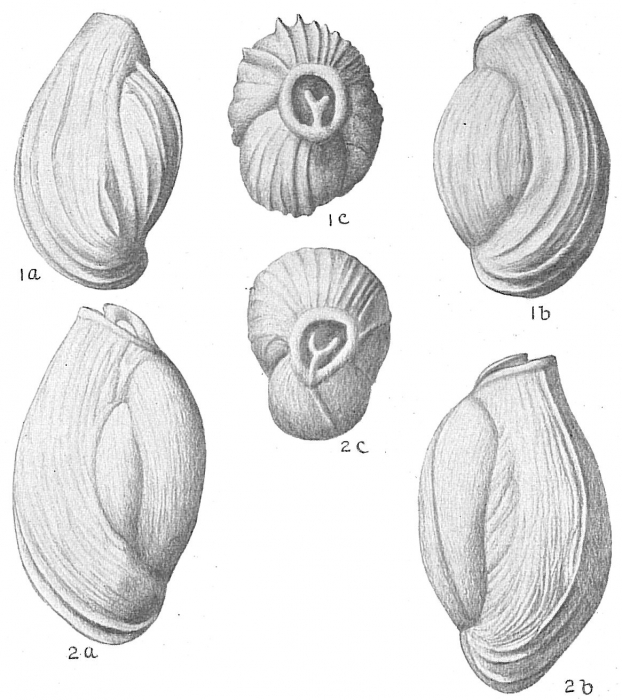 Triloculina linneiana Triloculina linneiana