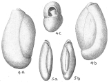 Triloculina oblonga, author: Cedhagen, Tomas