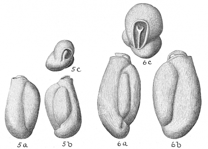 Triloculina planciana Triloculina planciana