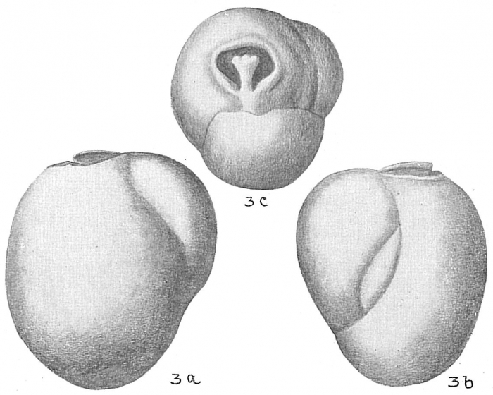 Triloculina rotunda Triloculina rotunda