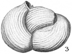 Triloculina suborbicularis