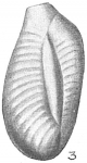 Triloculina transversestriata
