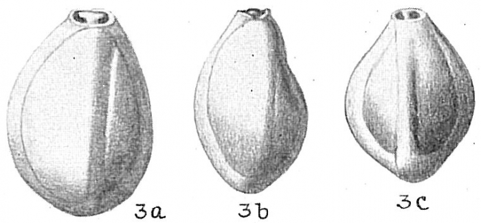 Triloculina tricarinata Triloculina tricarinata