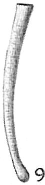 Tubinella funalis var. inornata Tubinella funalis var. inornata