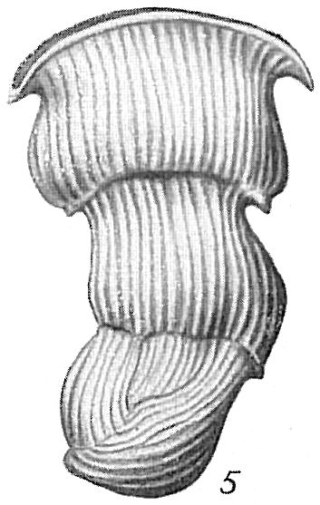Vertebralina cassis var. mucronata Vertebralina cassis var. mucronata