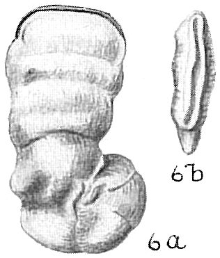 Vertebralina striata Vertebralina striata