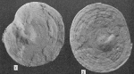 Archaias compressus