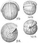 Borelis pulchra