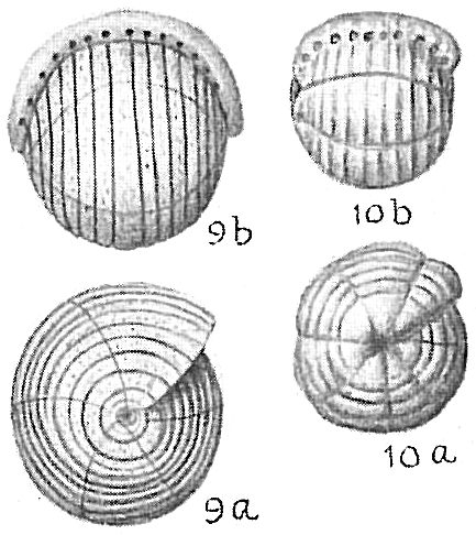 Borelis pulchra Borelis pulchra