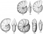 Dendritina antillarum