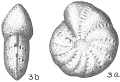 Chromista - Foraminifera (foraminifers)