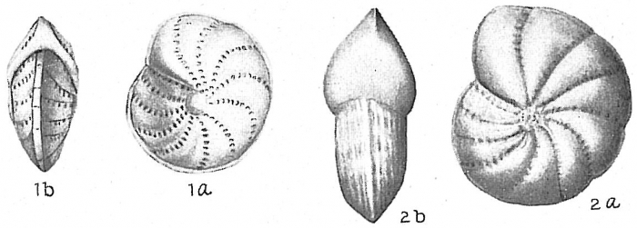Elphidium advenum Elphidium advenum
