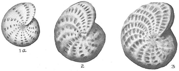 Elphidium alvarezianum Elphidium alvarezianum