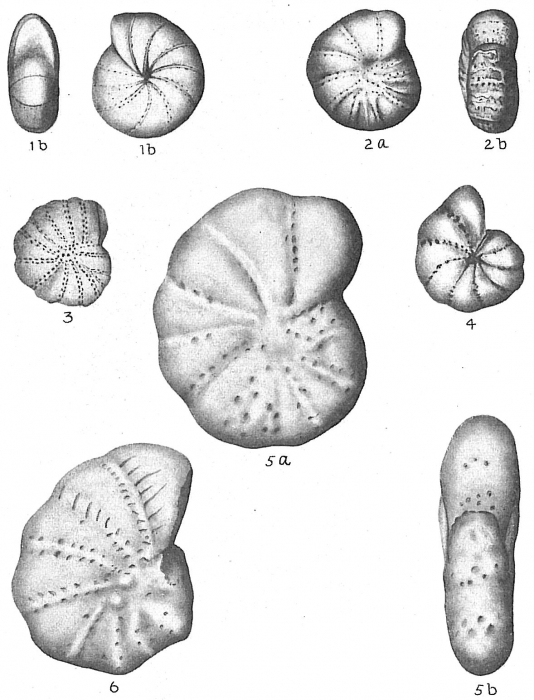 Elphidium arcticum Elphidium arcticum