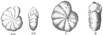 Elphidium articulatum, author: Cedhagen, Tomas