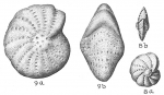 Elphidium discoidale