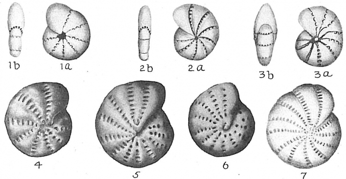 Elphidium excavatum Elphidium excavatum