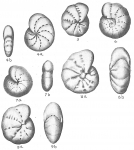 Elphidium incertum, author: Cedhagen, Tomas
