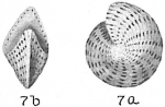 Elphidium lanieri
