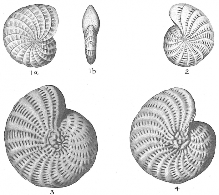 Elphidium lessonii Elphidium lessonii