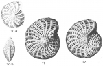 Elphidium oweniana