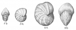 Elphidium sagrum