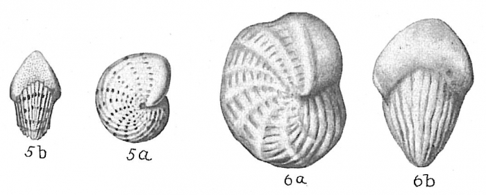Elphidium sagrum Elphidium sagrum