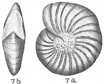 Elphidium sibiricum