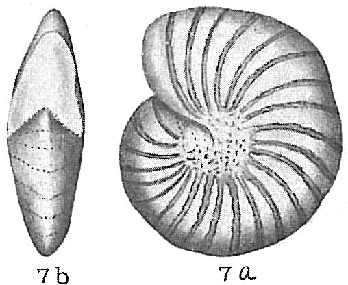 Elphidium sibiricum Elphidium sibiricum