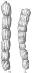 Monalysidium politum